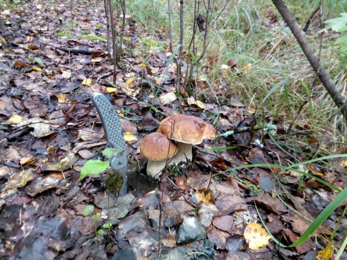 IMG-20210901-WA0000.jpg