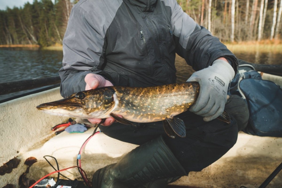 IMG03008 2 Large.jpeg