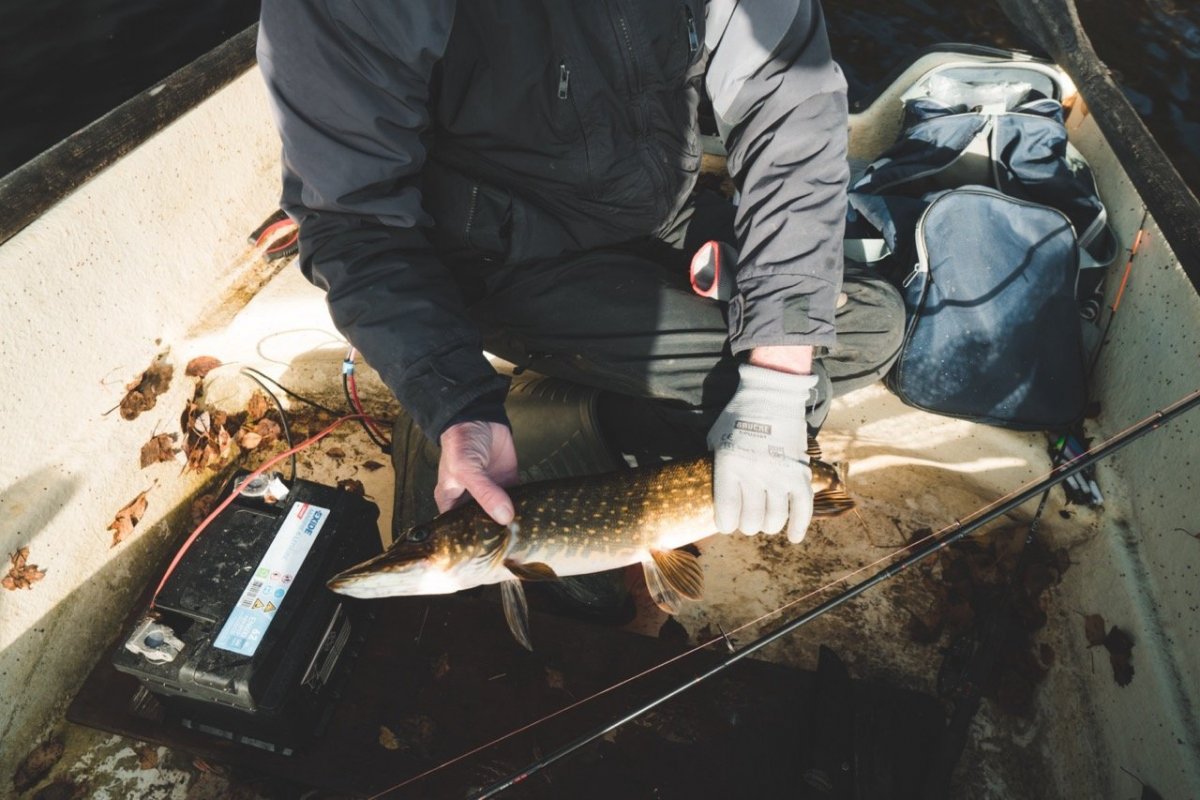 IMG03005 2 Large.jpeg