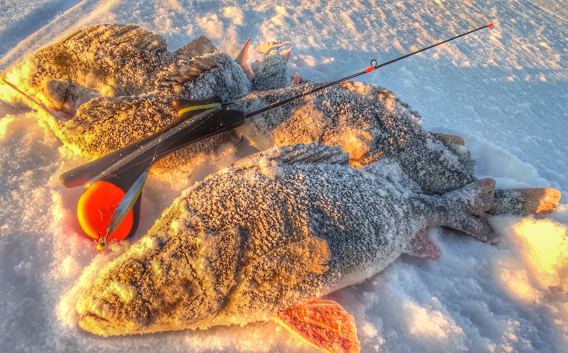 Что произошло когда удалось поймать первую рыбу. Окунь на льду. Трофейный окунь зимой. Удивительная рыбалка.