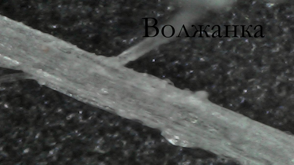 волжанка2.jpg