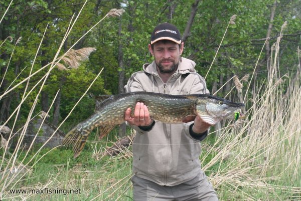 Карась на херабуну