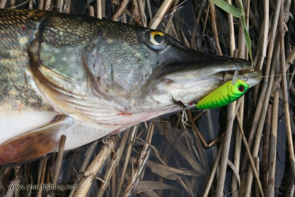 Тесто сыграло (зеленое чесночное)