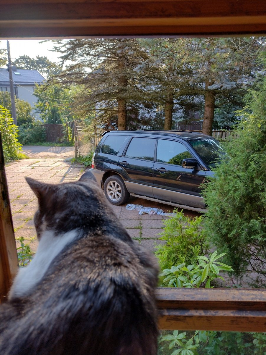 Утро кота.jpg