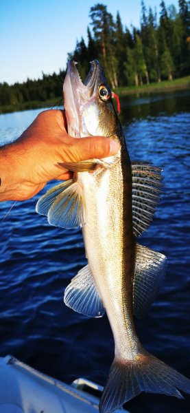 Рыбалка в Карелии, Август 2022. Первый