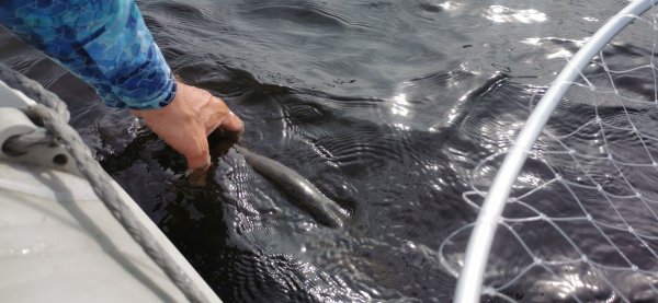 Рыбалка в Карелии, Август 2022. Семера