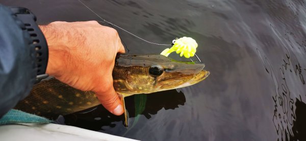 Рыбалка в Карелии, Август 2022. Пятера