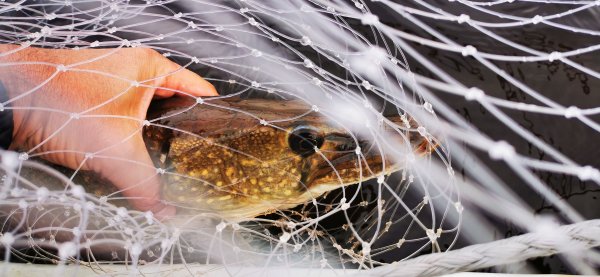 Рыбалка в Карелии, Август 2022. Двушка