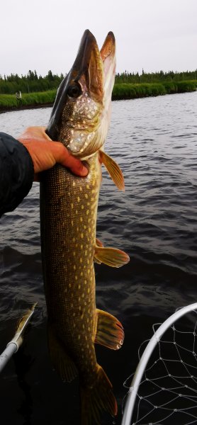 Рыбалка в Карелии, Август 2022. Двушка