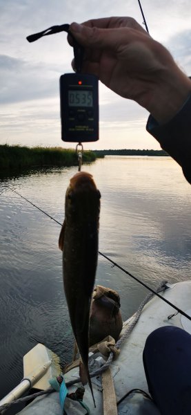 Рыбалка в Карелии, Август 2022. Йазь