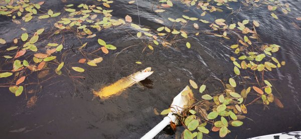 Рыбалка в Карелии, Август 2022. Четвера