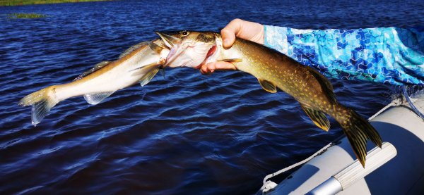 Рыбалка в Карелии, Август 2022. Жадность