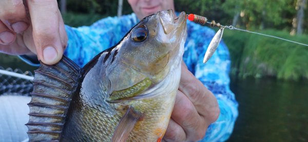 Рыбалка в Карелии, Август 2022. 500