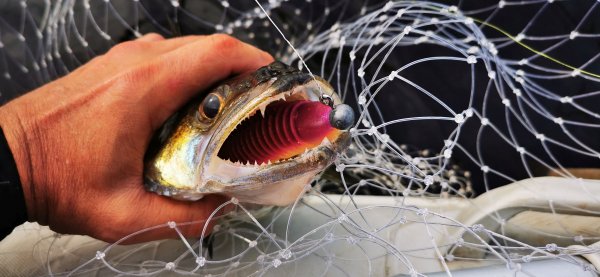 Рыбалка в Карелии, Август 2022. Резина 2 дюйма. Ой, не - 7