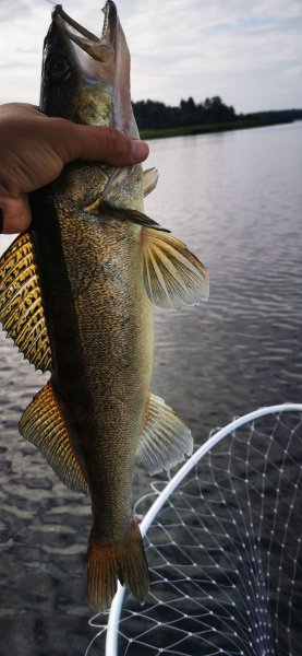 Рыбалка в Карелии, Август 2022. Монстр