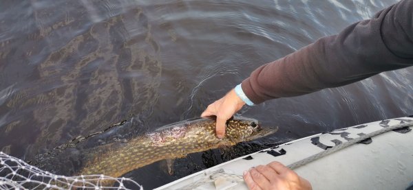 Рыбалка в Карелии, Август 2022. Почти пятера, которую ели