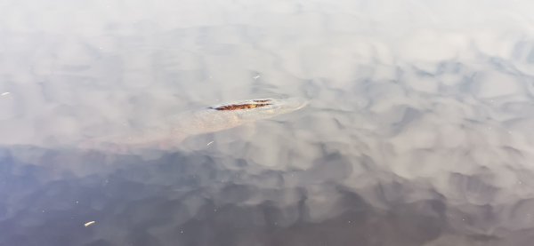 Рыбалка в Карелии, Август 2022. Ку-ку