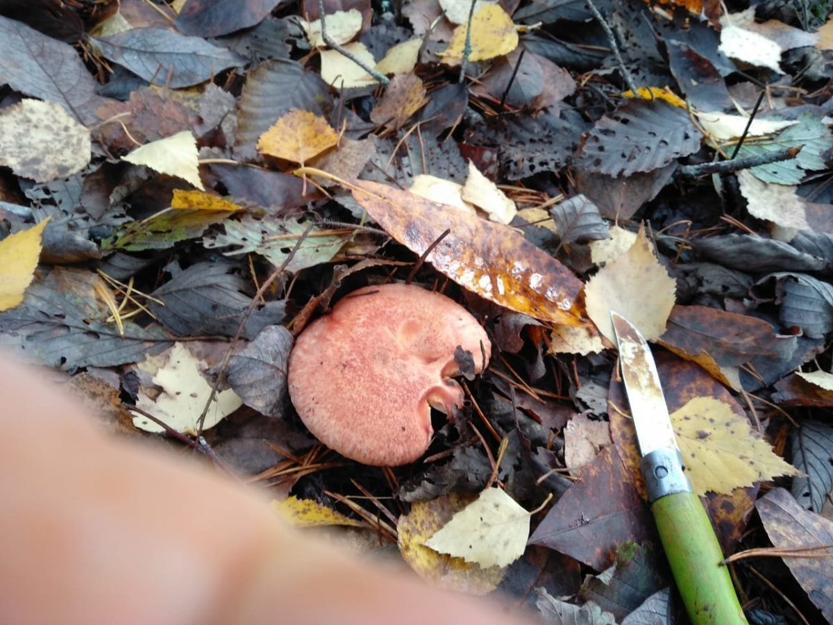 WhatsApp Image 2022-10-25 at 18.15.35.jpeg