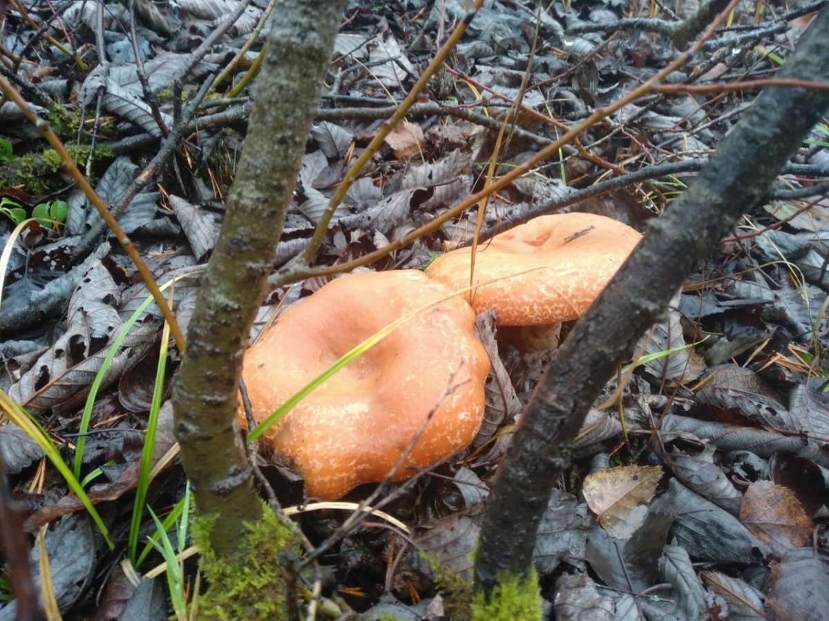 WhatsApp Image 2022-10-26 at 15.16.49(1).jpeg