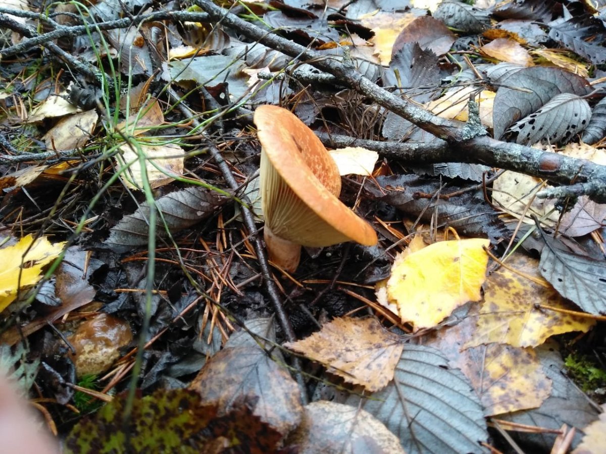 WhatsApp Image 2022-10-28 at 18.11.38(2).jpeg