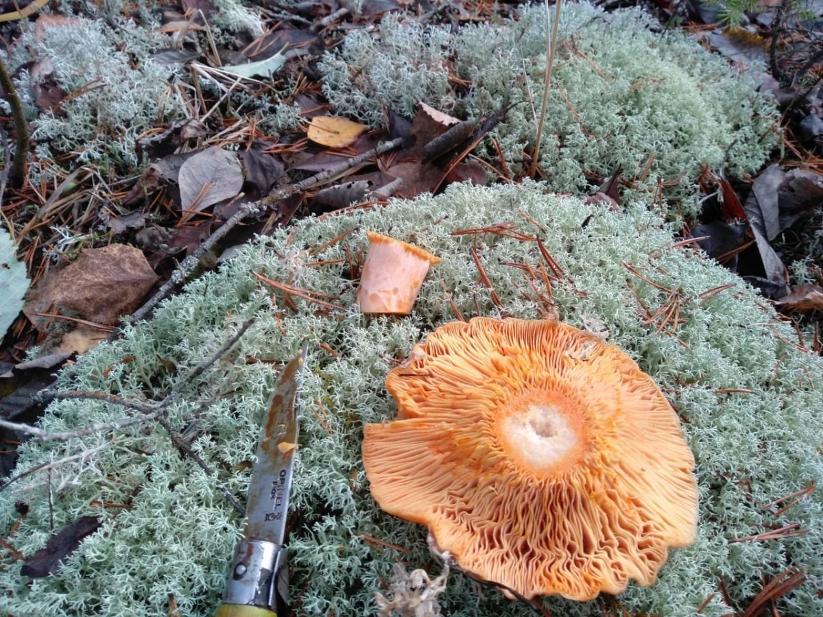 WhatsApp Image 2022-10-25 at 18.15.33.jpeg