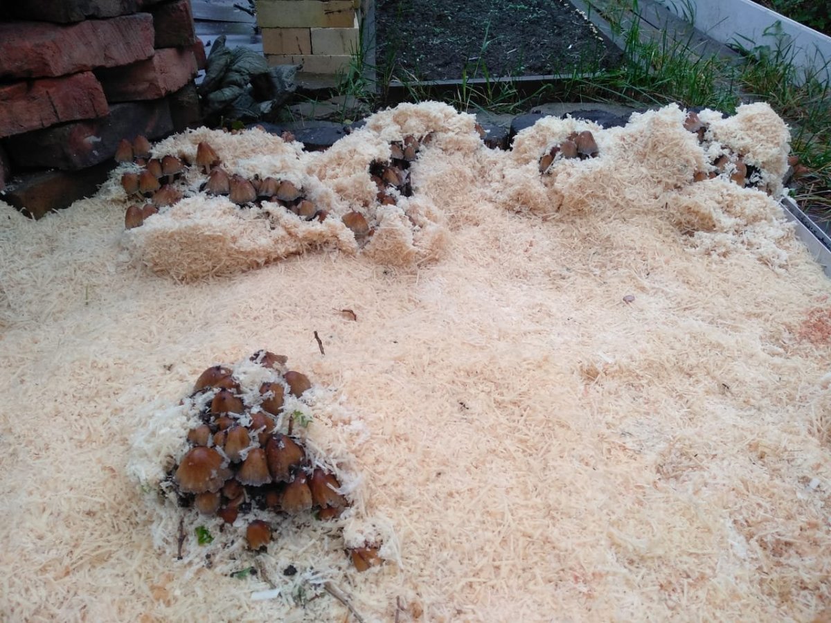 WhatsApp Image 2022-10-07 at 20.28.15.jpeg