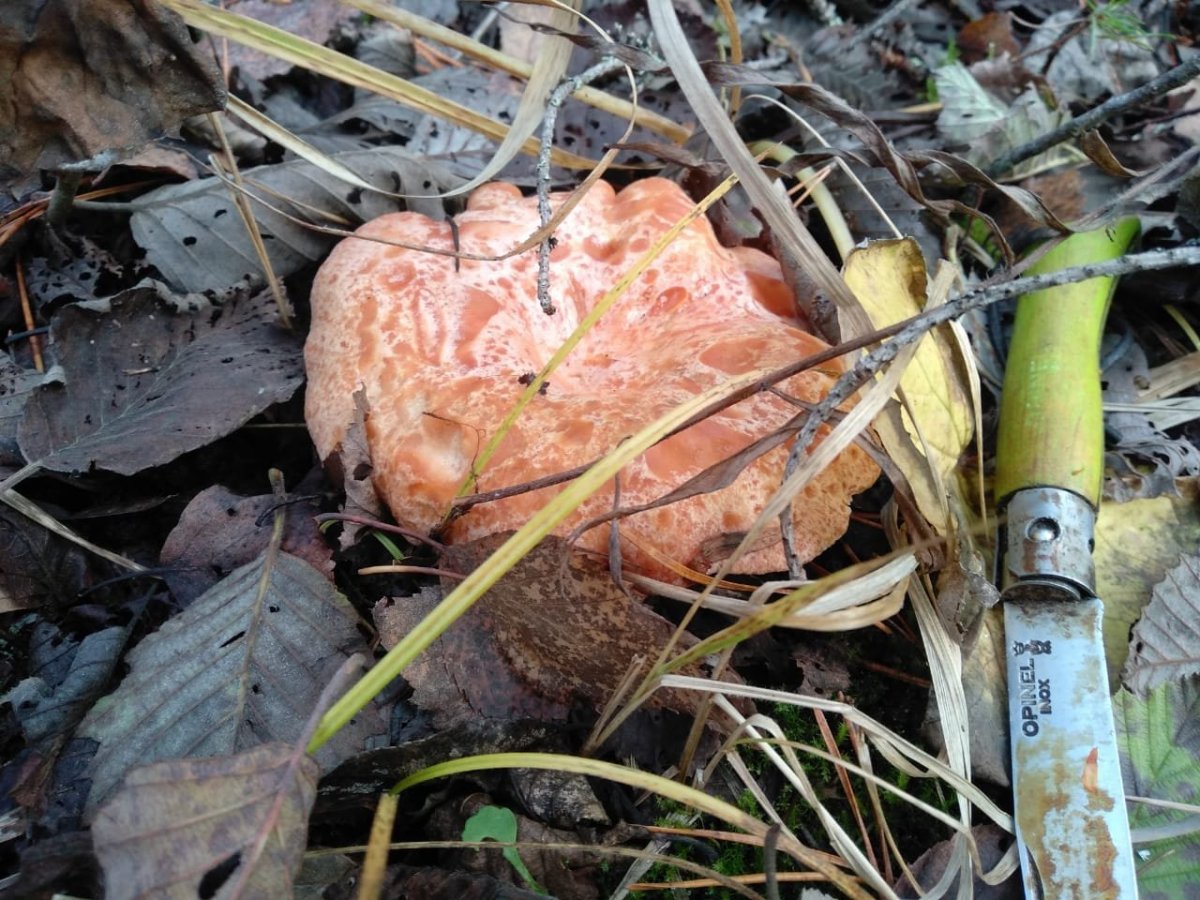 WhatsApp Image 2022-10-25 at 18.15.34(1).jpeg