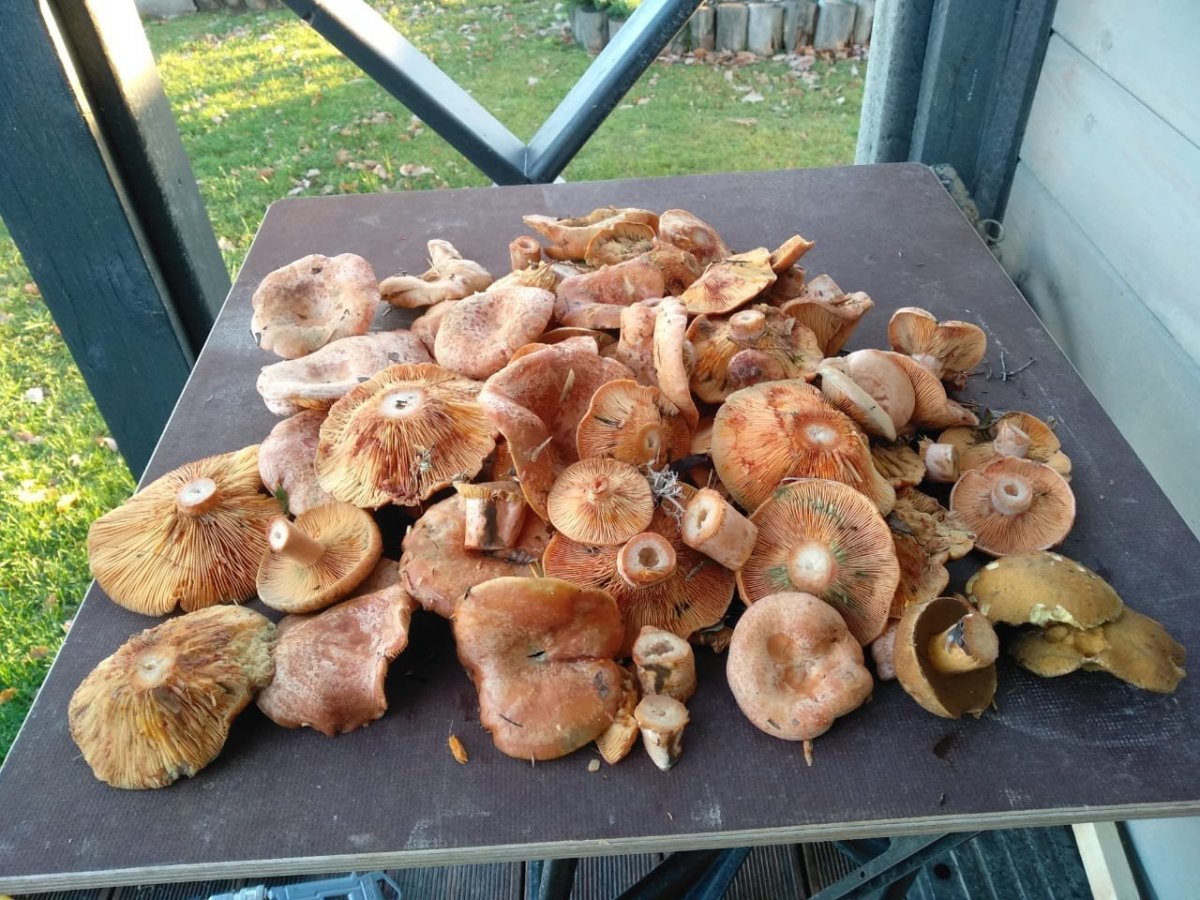 WhatsApp Image 2022-10-25 at 18.15.32.jpeg