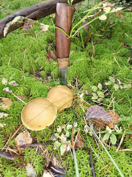 Грибалка 2022