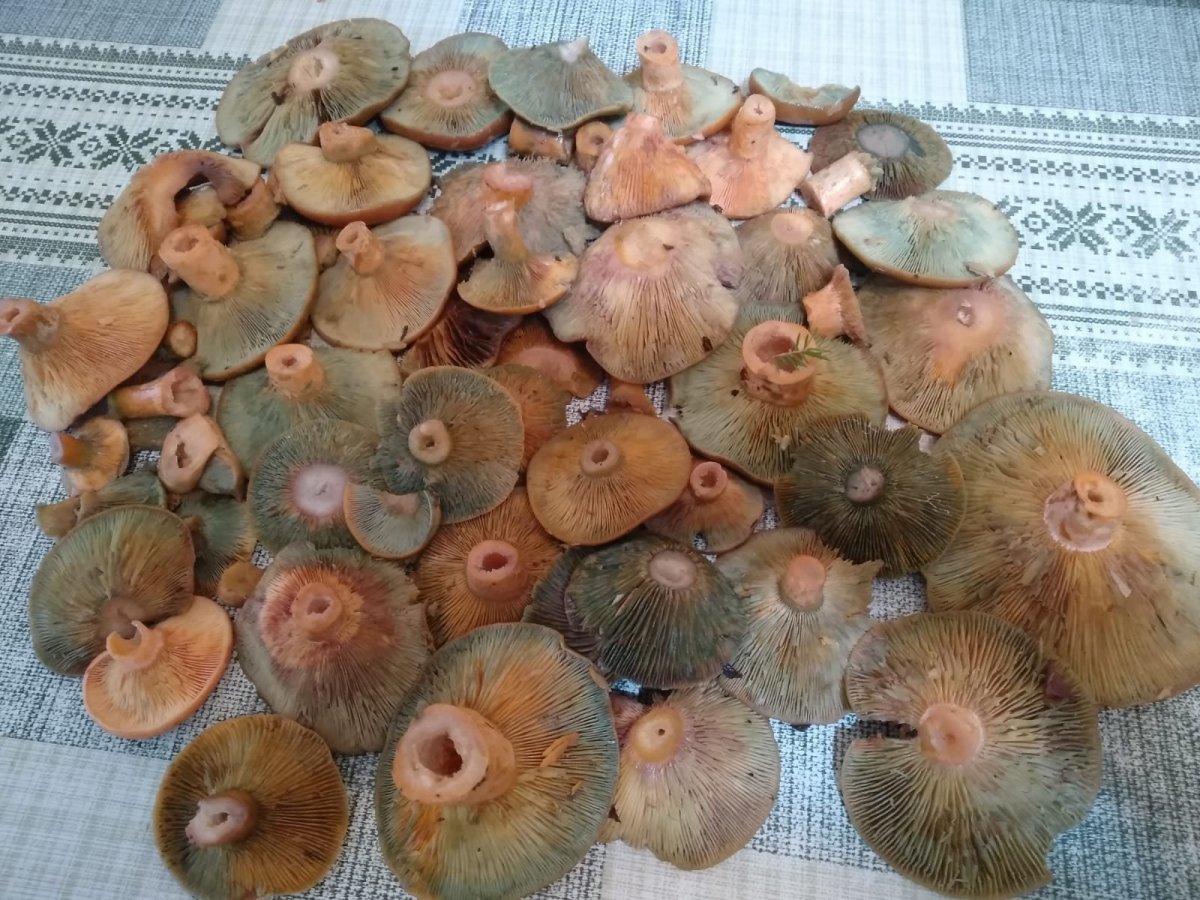 WhatsApp Image 2022-11-02 at 15.15.01.jpeg