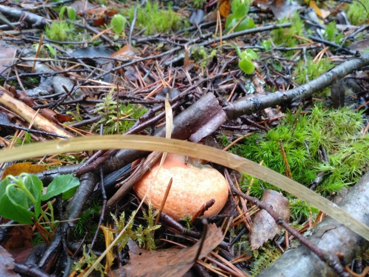 WhatsApp Image 2022-11-02 at 15.15.10(1).jpeg