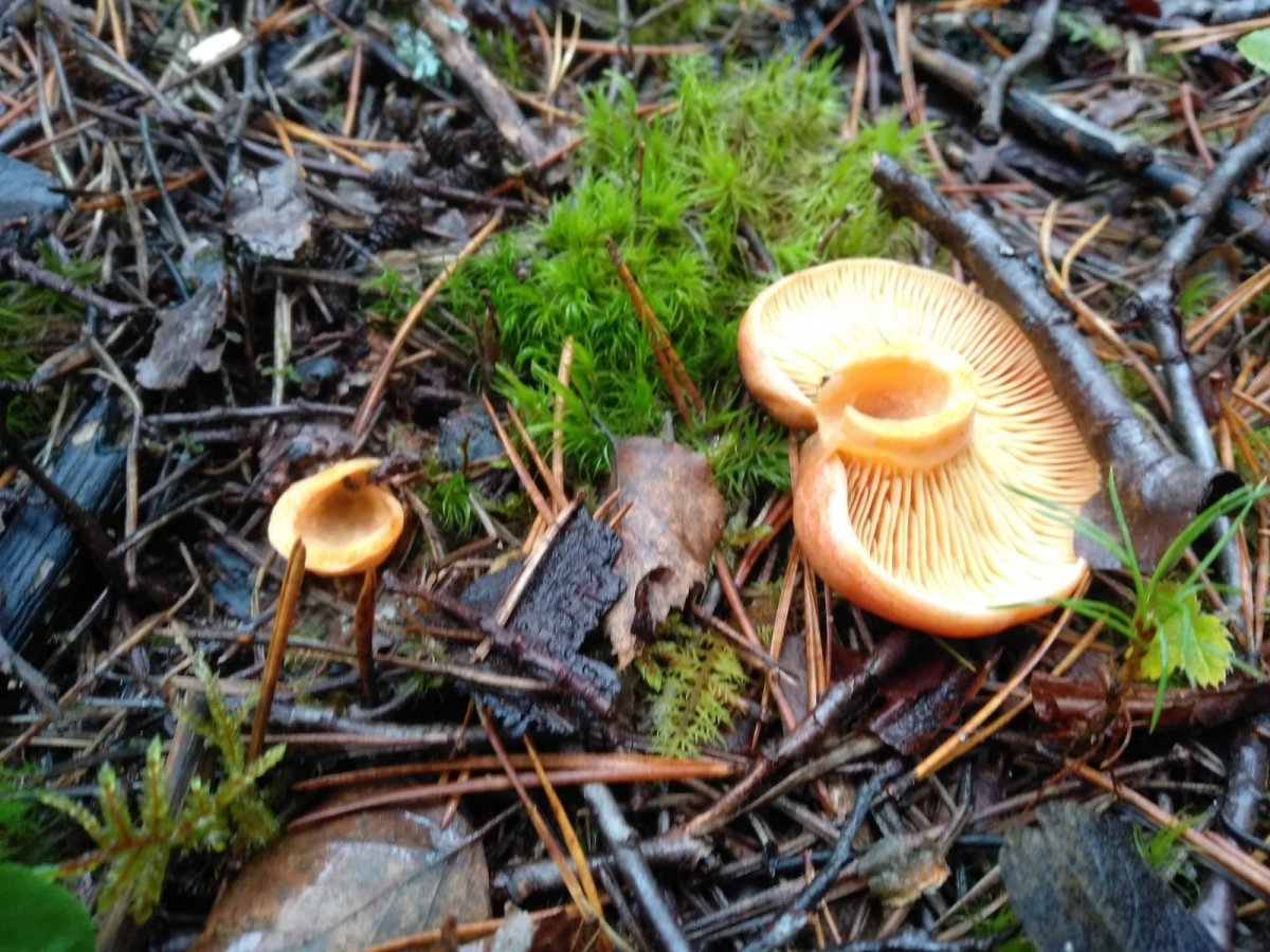 WhatsApp Image 2022-11-02 at 15.15.09.jpeg