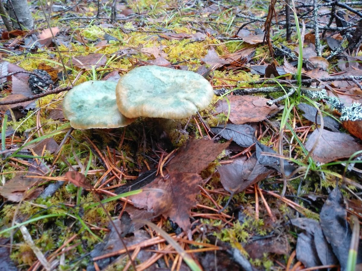 WhatsApp Image 2022-11-02 at 15.15.11.jpeg