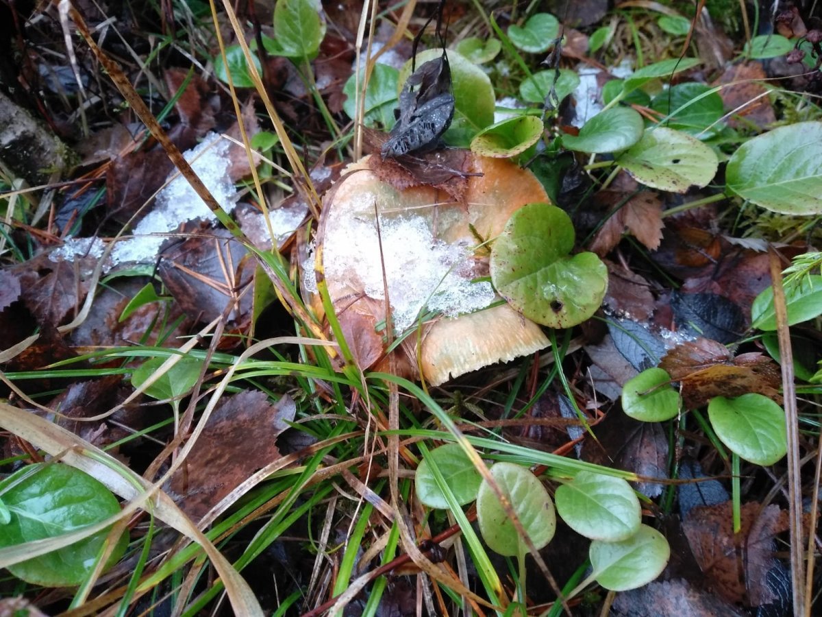 WhatsApp Image 2022-11-02 at 15.15.11(2).jpeg