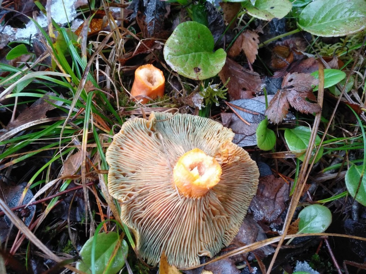 WhatsApp Image 2022-11-02 at 15.15.11(1).jpeg