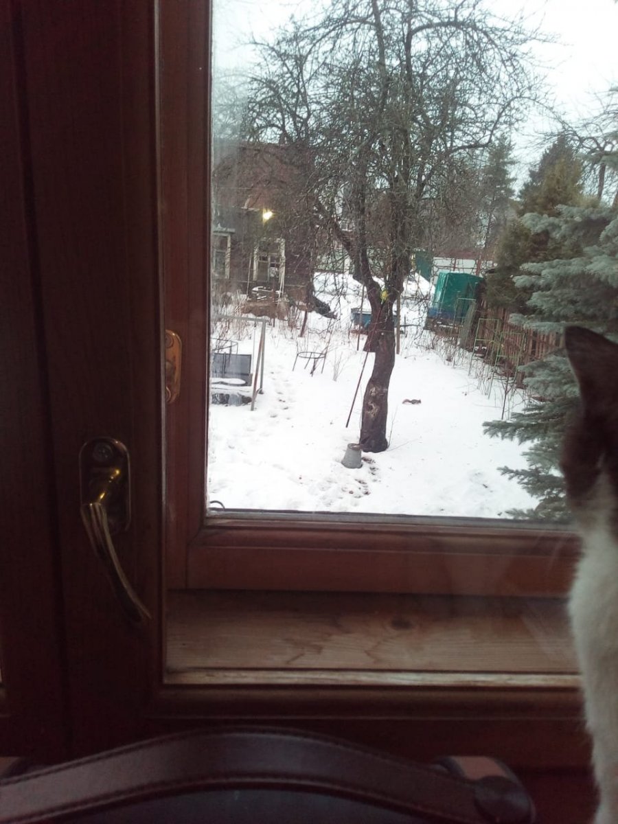 Мечта о белке.jpg