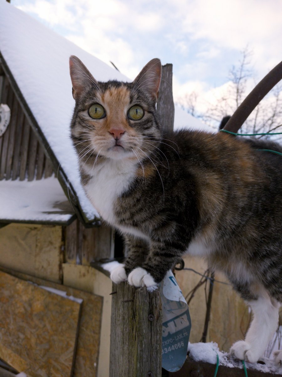 Кош соседская.jpeg