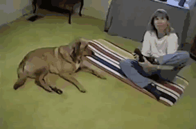animals-yoga-poses-84-57bd603f29bd1__605.gif.ecd6116558a2878cff1931a9431802ba.gif