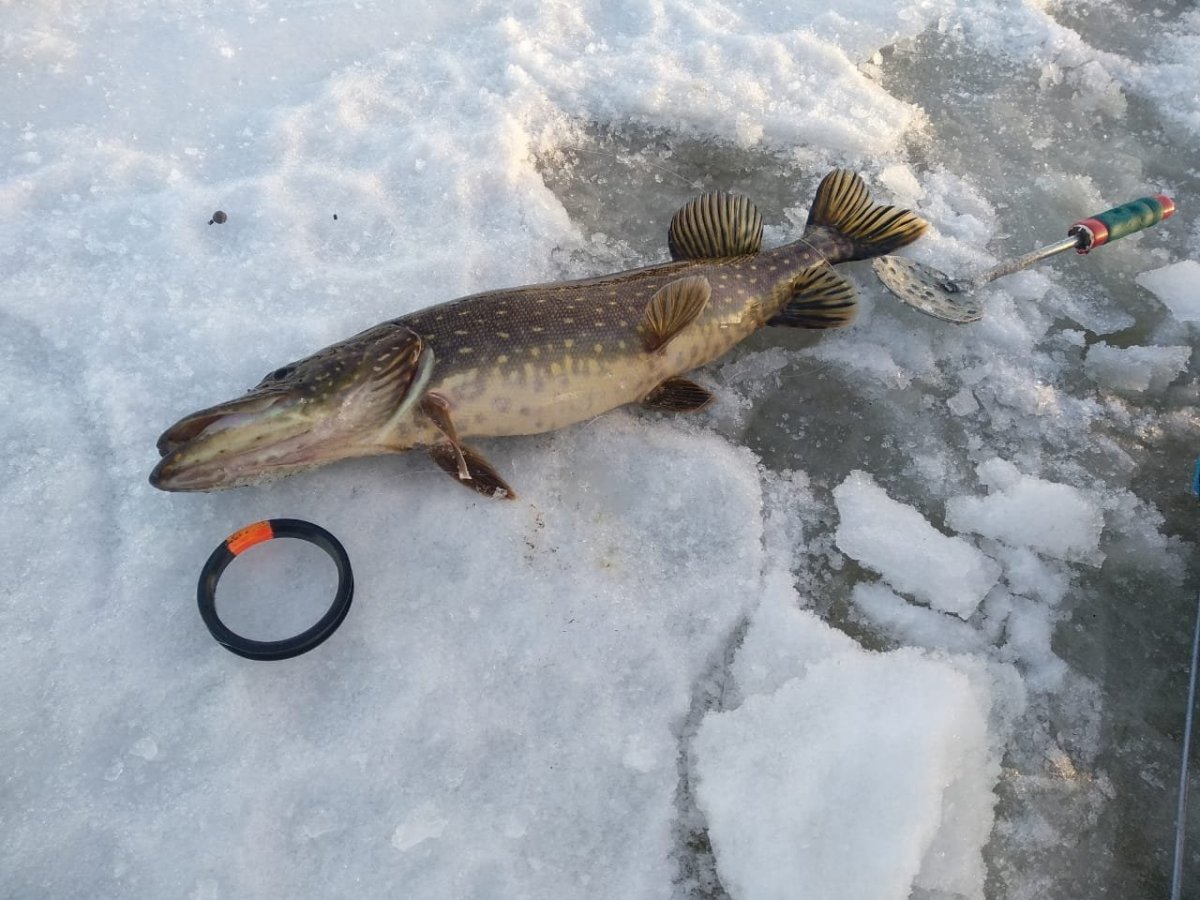 WhatsApp Image 2023-01-03 at 11.04.10.jpeg