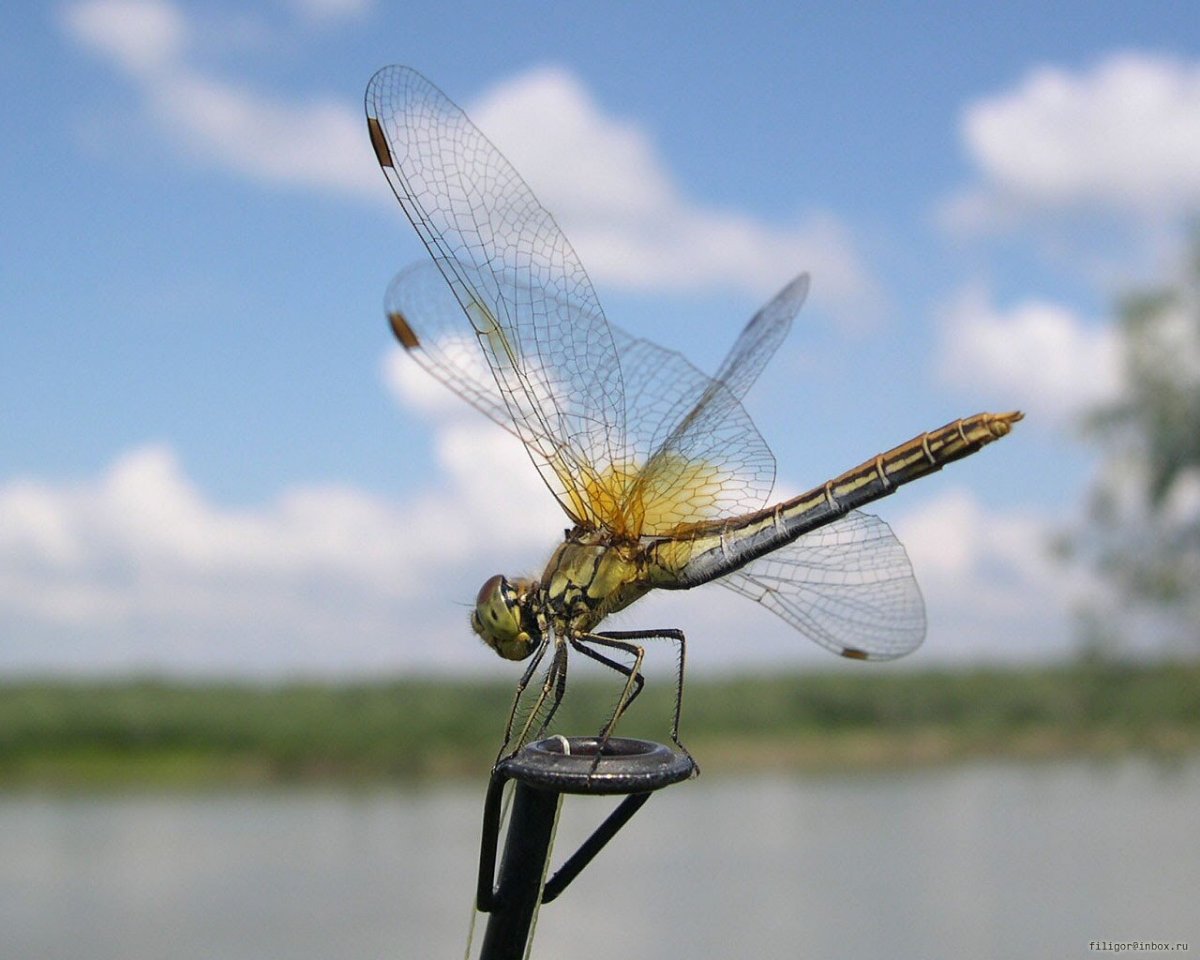 Стрекоза.jpg