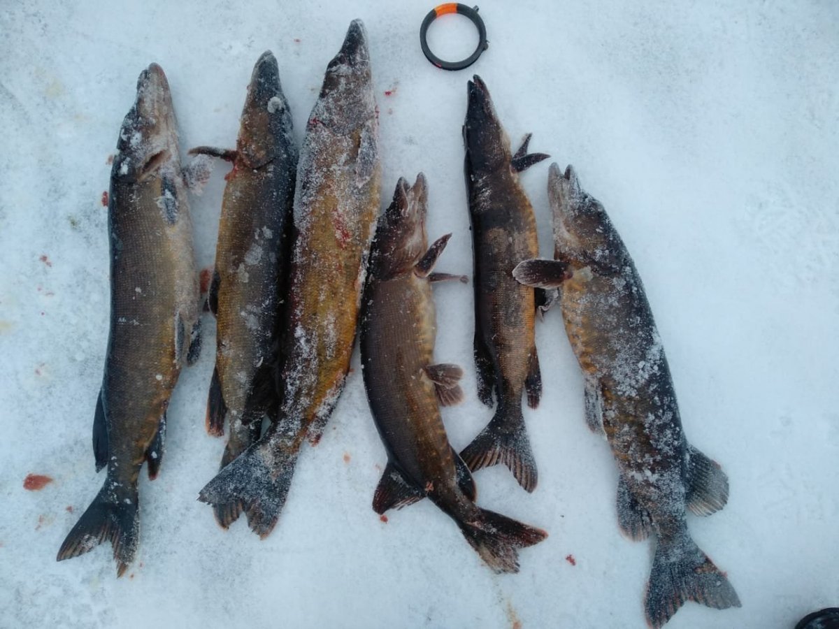 WhatsApp Image 2023-01-23 at 09.35.29.jpeg