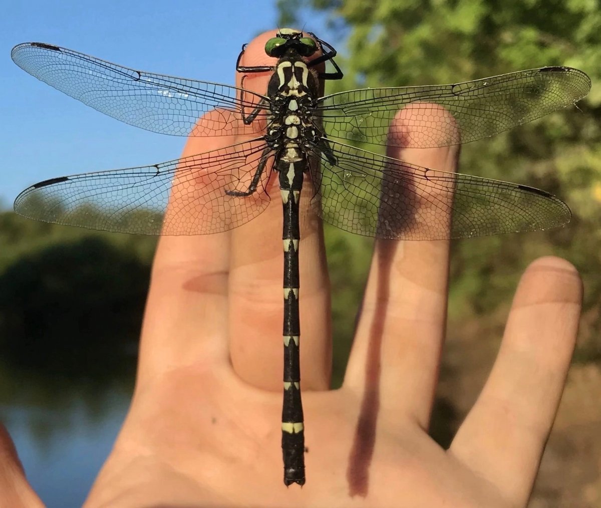 8EAB1A5B-5806-40B0-8508-D2F76210CF3B.thumb.jpeg.d00cf18bfd60a036050da0bbf5ee2e46.jpeg