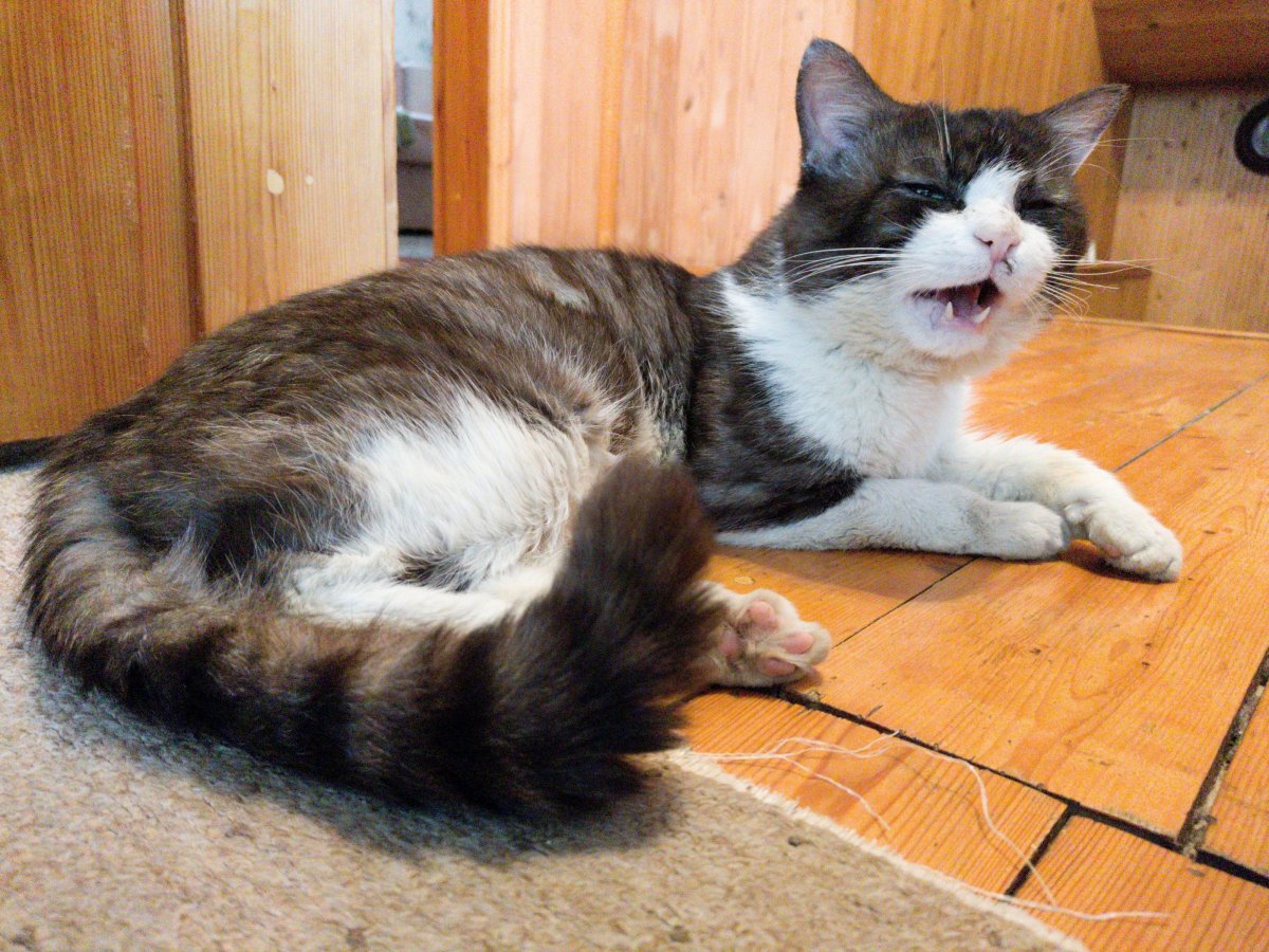 Скот с зубами.jpeg