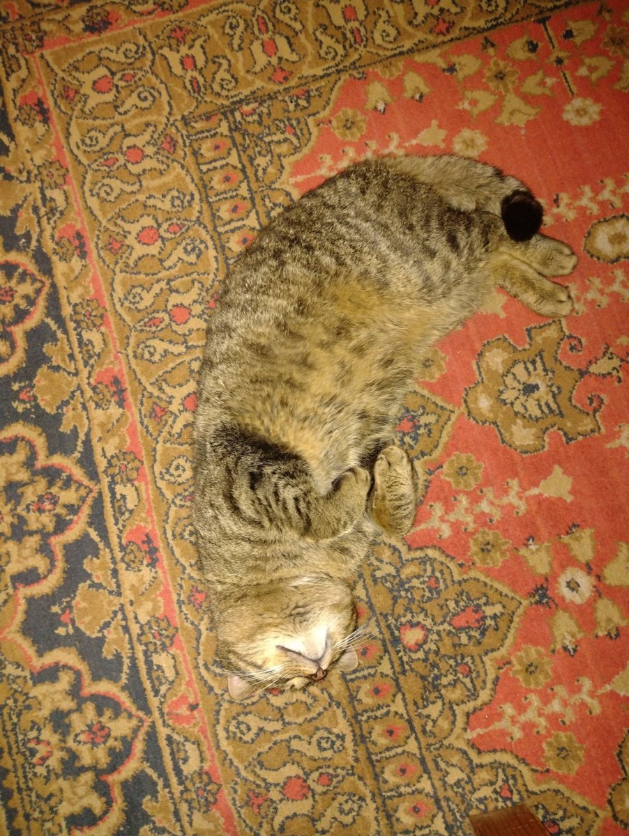 Большой скот.jpg