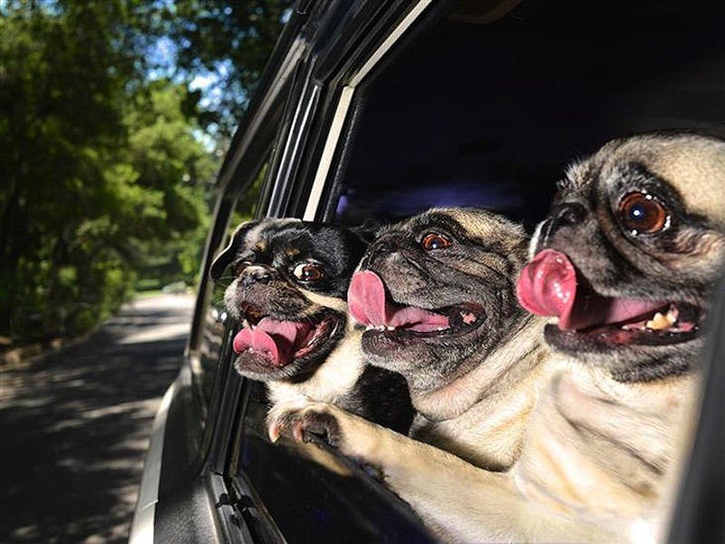 DogsInCars01.jpg.21e2e4efb99cb3267de7b0f025a0e4b2.jpg