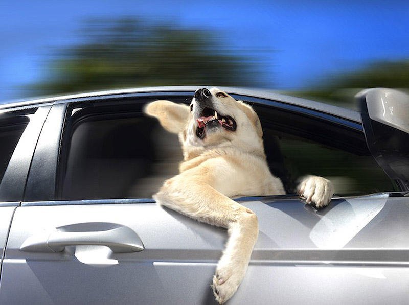 DogsInCars04.jpg.cc9f9901e2b44dbaf7dcff936225f862.jpg