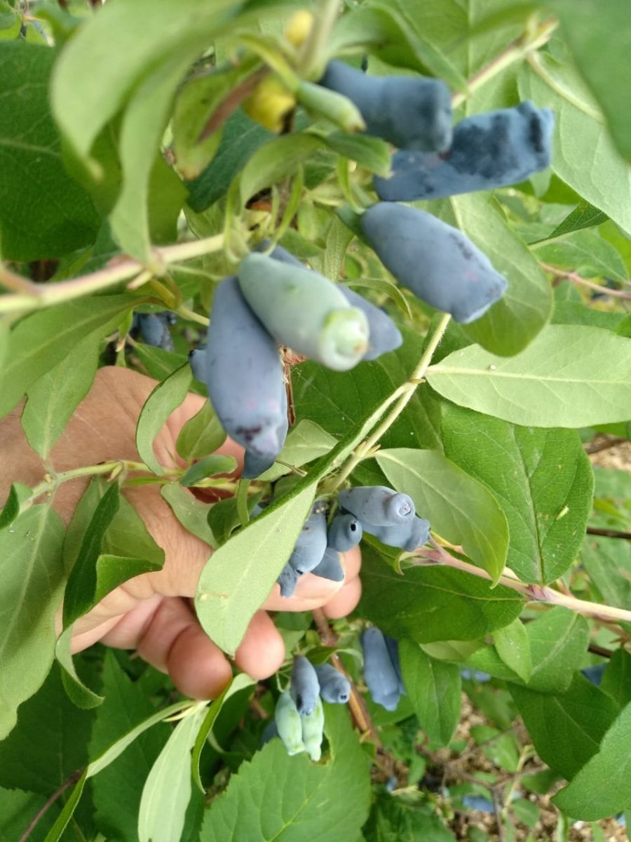 WhatsApp Image 2023-06-17 at 17.40.07.jpeg