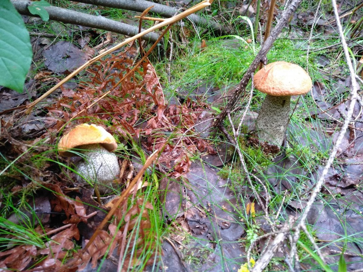 WhatsApp Image 2023-07-24 at 20.52.41(1).jpeg