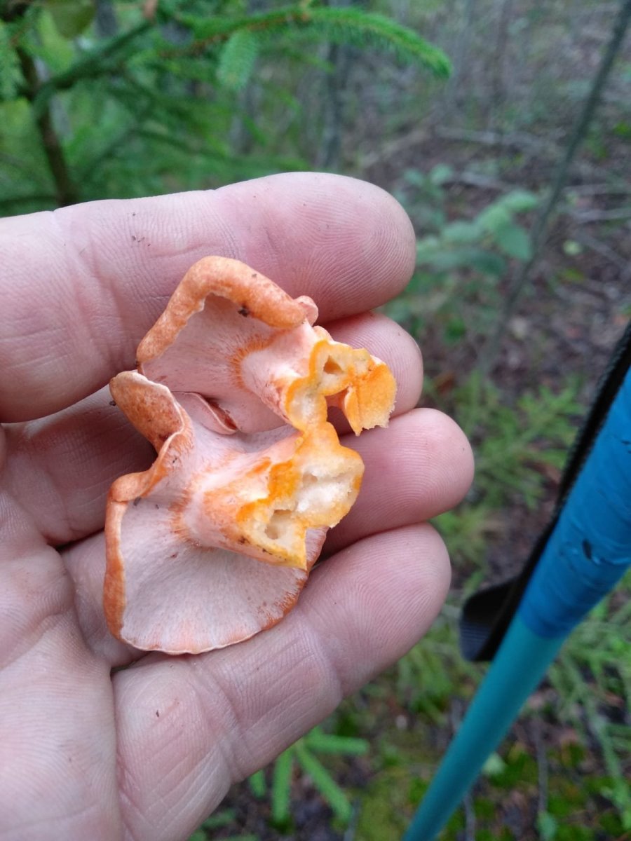 WhatsApp Image 2023-07-24 at 20.52.44.jpeg