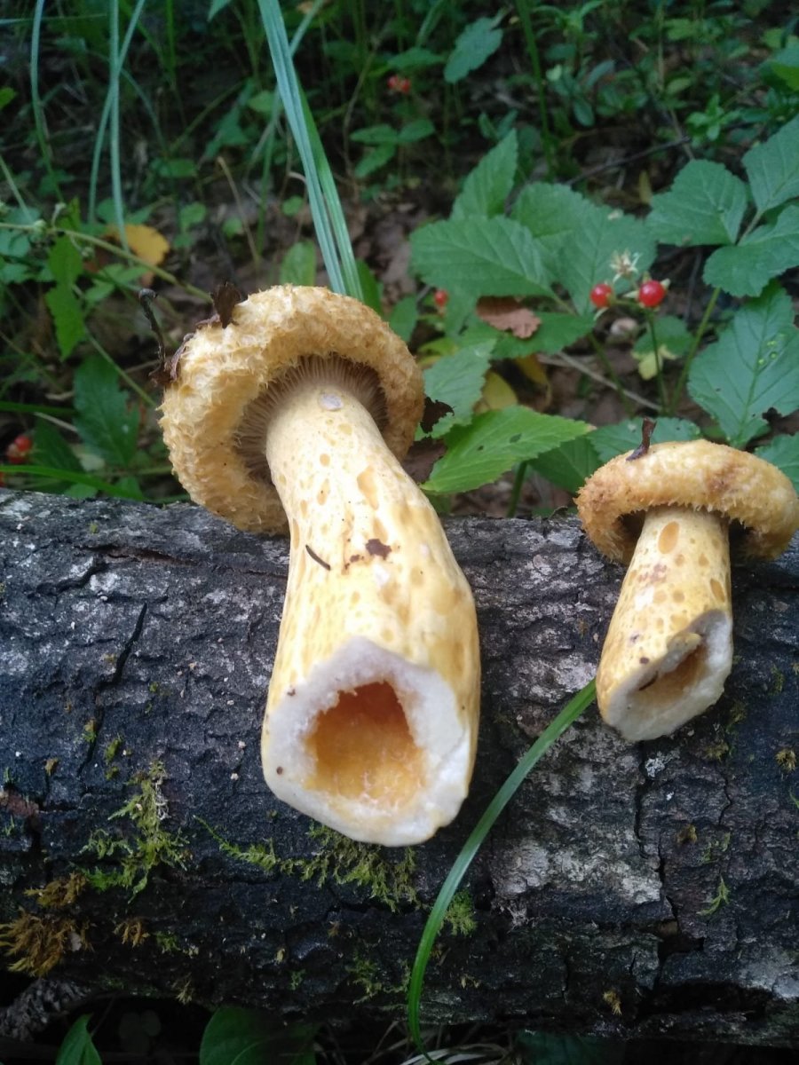 WhatsApp Image 2023-08-02 at 09.22.39.jpeg